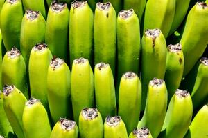 a bunch of green bananas photo