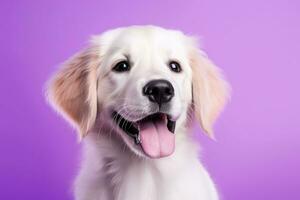 AI generated A close-up portrait of a golden retriever puppy on a purple background photo