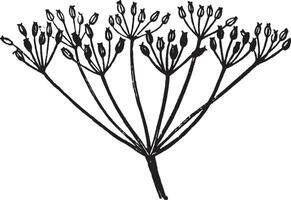 Compound Umbel vintage illustration. vector