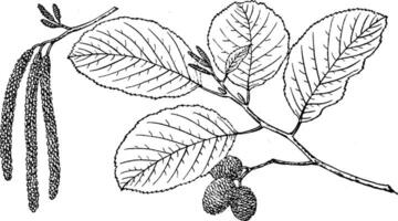 Branch of White Alder vintage illustration. vector