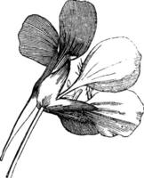 Garden Nasturtium vintage illustration. vector