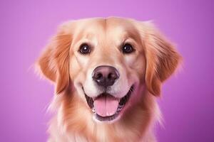 AI generated A close-up portrait of a golden retriever puppy on a purple background photo