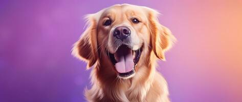 ai generado un de cerca retrato de un dorado perdiguero perrito en un púrpura antecedentes foto