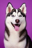 AI generated A close-up portrait of a husky dog with blue eyes and a purple background photo