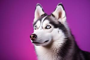 AI generated A close-up portrait of a husky dog with blue eyes and a purple background photo