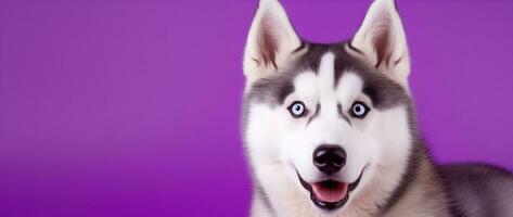 AI generated A close-up portrait of a husky dog with blue eyes and a purple background photo