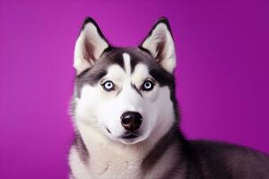 AI generated A close-up portrait of a husky dog with blue eyes and a purple background photo