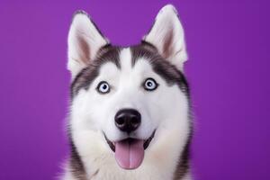 AI generated A close-up portrait of a husky dog with blue eyes and a purple background photo