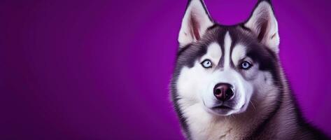 AI generated A close-up portrait of a husky dog with blue eyes and a purple background photo