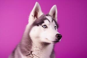 AI generated A close-up portrait of a husky dog with blue eyes and a purple background photo