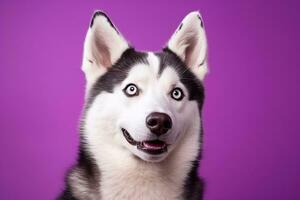 AI generated A close-up portrait of a husky dog with blue eyes and a purple background photo