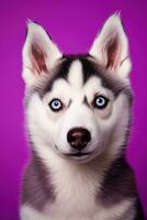 AI generated A close-up portrait of a husky dog with blue eyes and a purple background photo