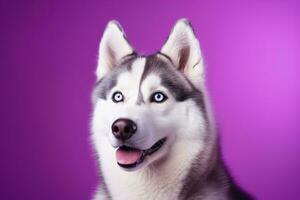 ai generado un de cerca retrato de un fornido perro con azul ojos y un púrpura antecedentes foto