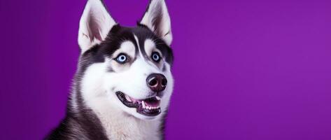 AI generated A close-up portrait of a husky dog with blue eyes and a purple background photo