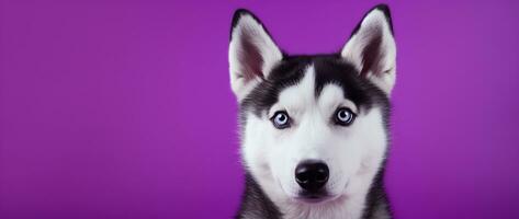 ai generado un de cerca retrato de un fornido perro con azul ojos y un púrpura antecedentes foto