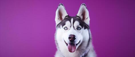 ai generado un de cerca retrato de un fornido perro con azul ojos y un púrpura antecedentes foto