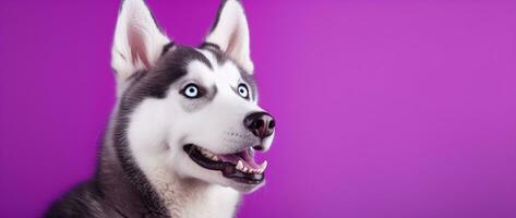 AI generated A close-up portrait of a husky dog with blue eyes and a purple background photo