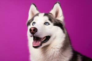 AI generated A close-up portrait of a husky dog with blue eyes and a purple background photo