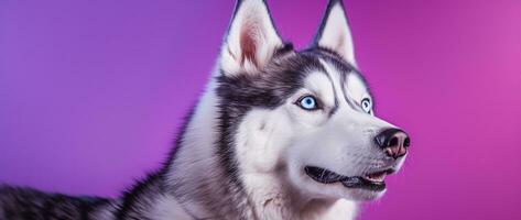 AI generated A close-up portrait of a husky dog with blue eyes and a purple background photo