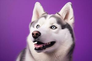 AI generated A close-up portrait of a husky dog with blue eyes and a purple background photo