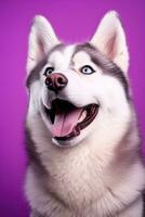 AI generated A close-up portrait of a husky dog with blue eyes and a purple background photo