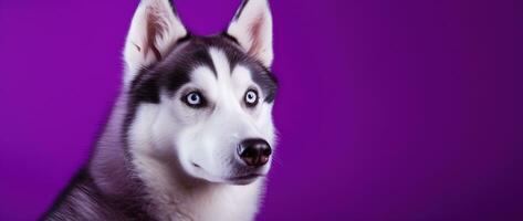 AI generated A close-up portrait of a husky dog with blue eyes and a purple background photo