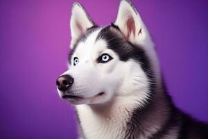 AI generated A close-up portrait of a husky dog with blue eyes and a purple background photo