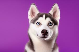 AI generated A close-up portrait of a husky dog with blue eyes and a purple background photo