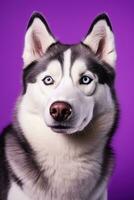 AI generated A close-up portrait of a husky dog with blue eyes and a purple background photo