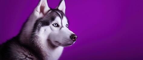 AI generated A close-up portrait of a husky dog with blue eyes and a purple background photo