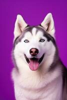 AI generated A close-up portrait of a husky dog with blue eyes and a purple background photo