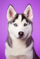 AI generated A close-up portrait of a husky dog with blue eyes and a purple background photo