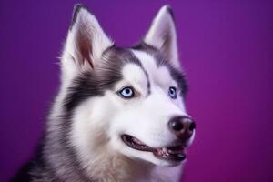 AI generated A close-up portrait of a husky dog with blue eyes and a purple background photo