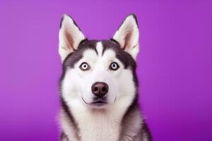 AI generated A close-up portrait of a husky dog with blue eyes and a purple background photo