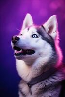 AI generated A close-up portrait of a husky dog with blue eyes and a purple background photo