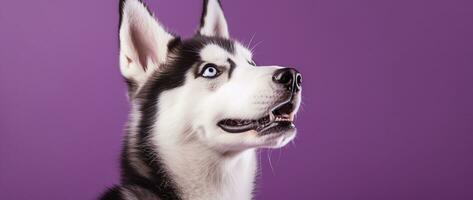 AI generated A close-up portrait of a husky dog with blue eyes and a purple background photo