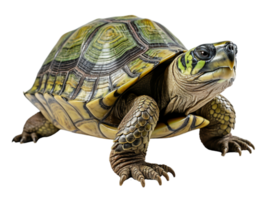 ai généré tortue portrait avec transparent arrière-plan, génératif ai png