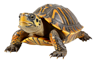 ai generiert Schildkröte Porträt mit transparent Hintergrund, generativ ai png