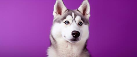 AI generated A close-up portrait of a husky dog with blue eyes and a purple background photo