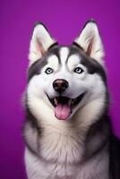 AI generated A close-up portrait of a husky dog with blue eyes and a purple background photo