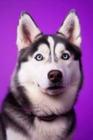 AI generated A close-up portrait of a husky dog with blue eyes and a purple background photo