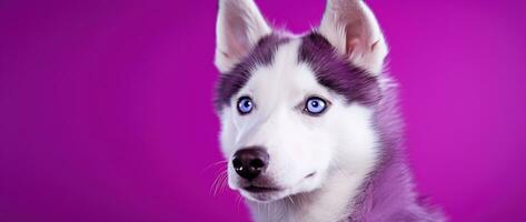 ai generado un de cerca retrato de un fornido perro con azul ojos y un púrpura antecedentes foto