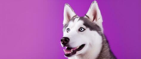 AI generated A close-up portrait of a husky dog with blue eyes and a purple background photo