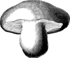 St. George's Mushroom vintage illustration. vector