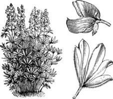 Lupinus Nootkatensis vintage illustration. vector