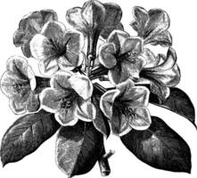 Rhododendron Taylori vintage illustration. vector