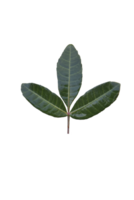 groen blad PNG