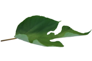 Green Folded leaf png