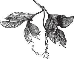 Abnormal Leaf of Cobaea vintage illustration. vector