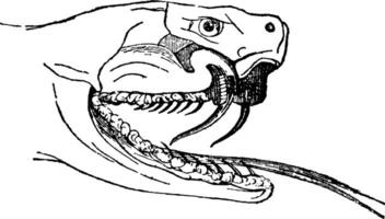 Fangs and Tongue of an Adder, vintage illustration. vector